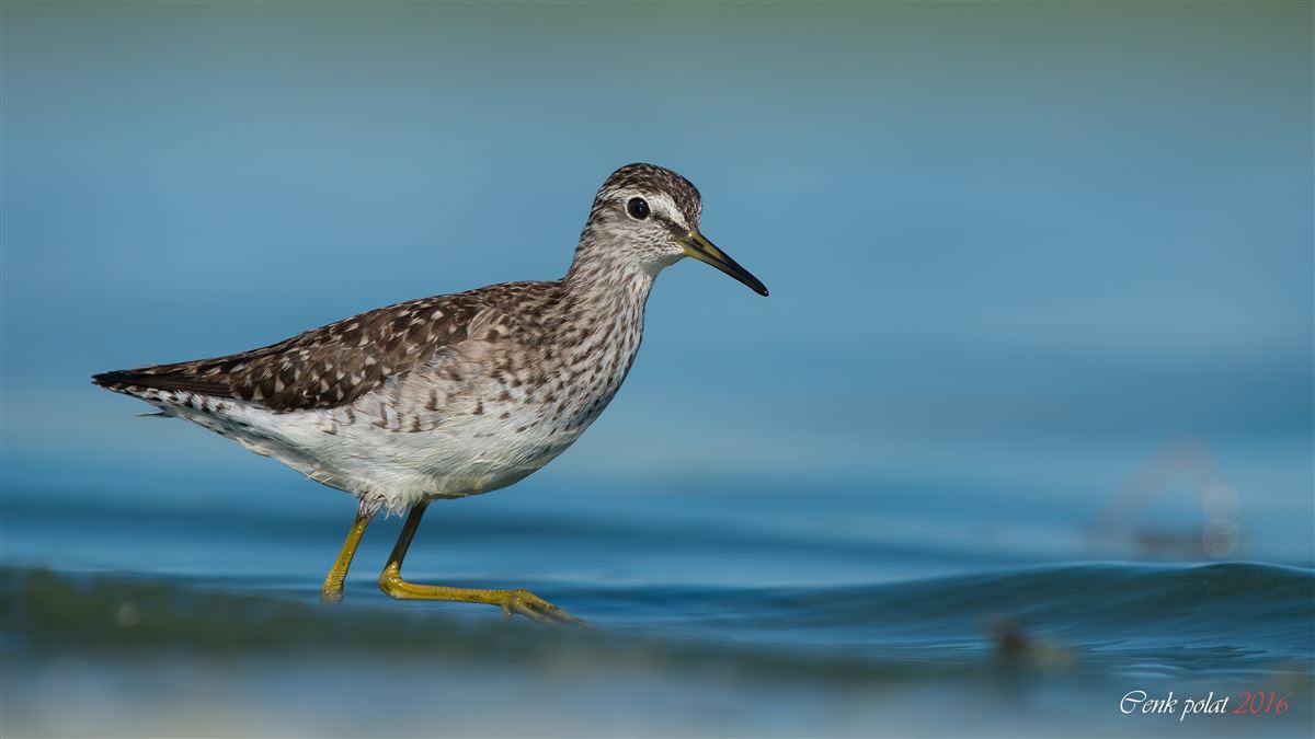 Wood Sandpiper