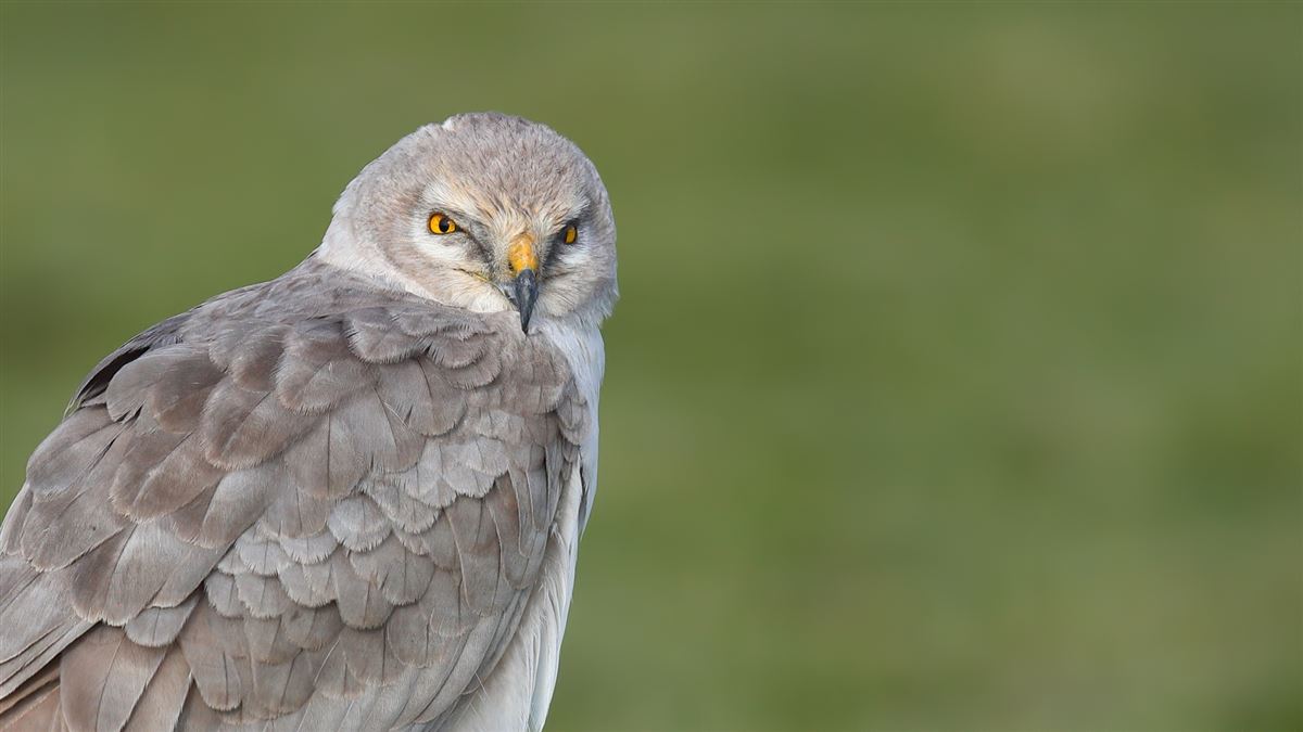 Pallid Harrier