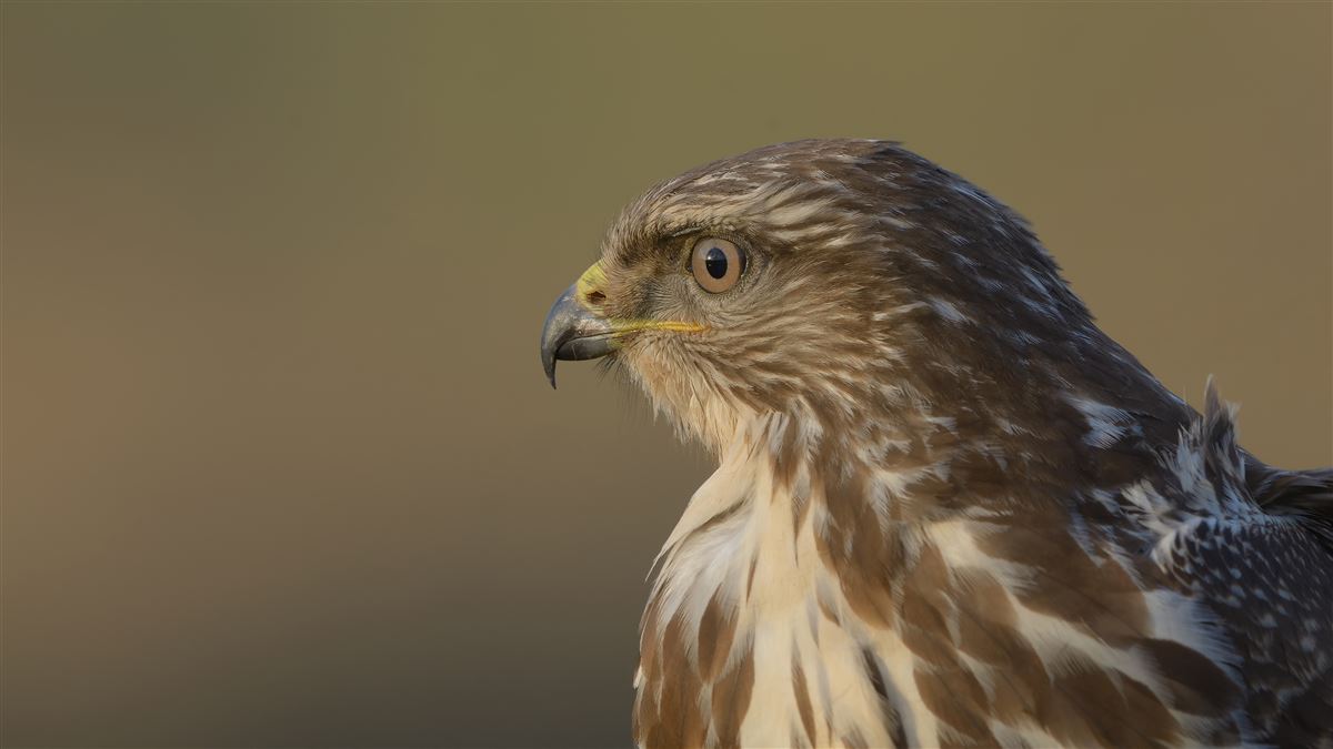 Common Buzzard