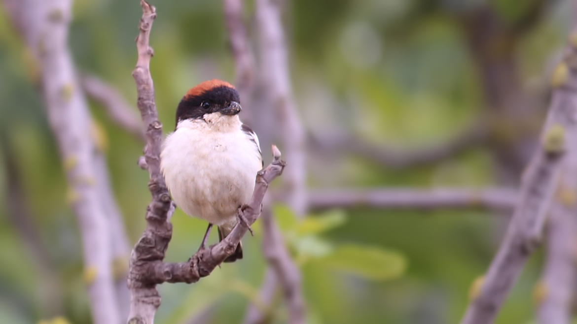 Woodchat Shrike