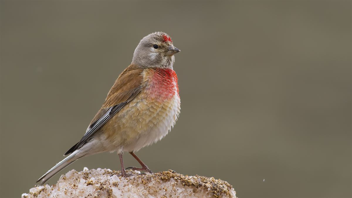 Common Linnet