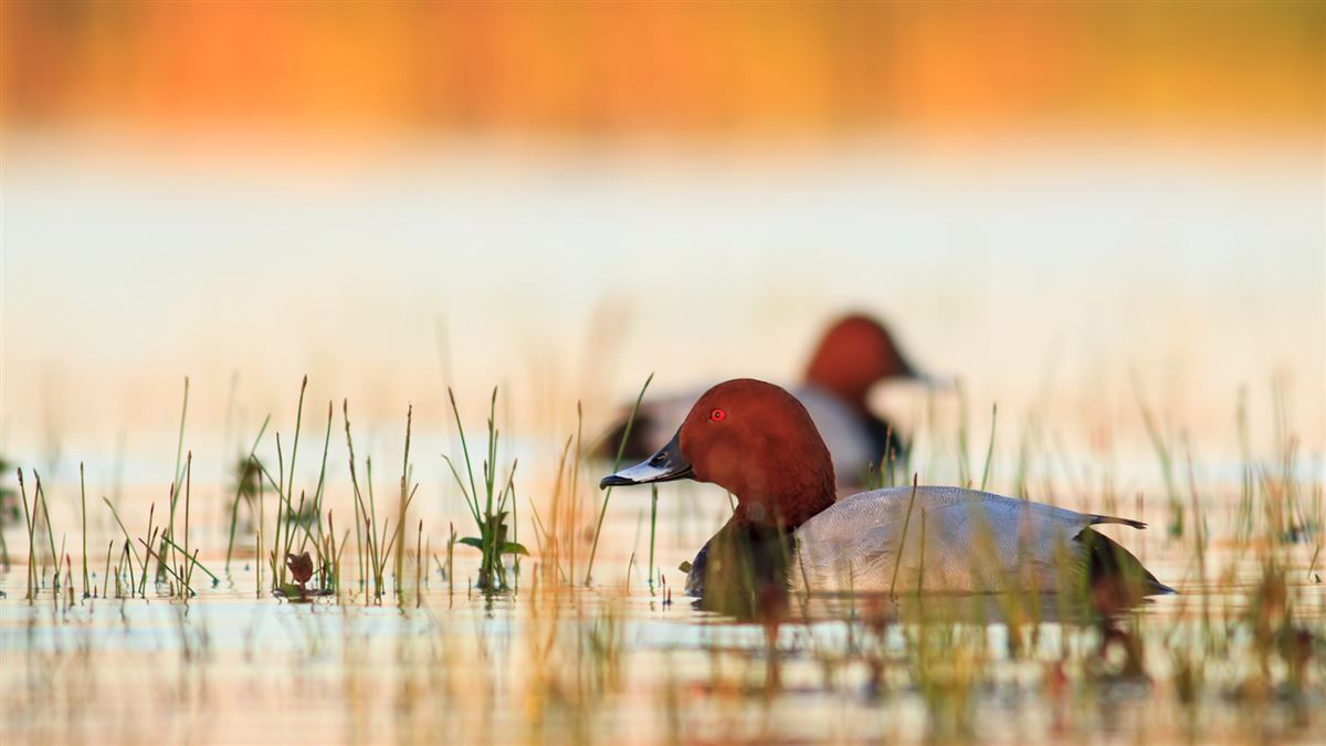 Common Pochard