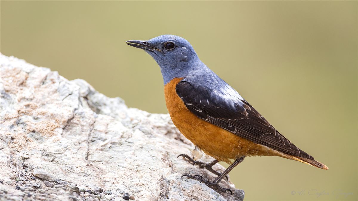 Common Rock Thrush