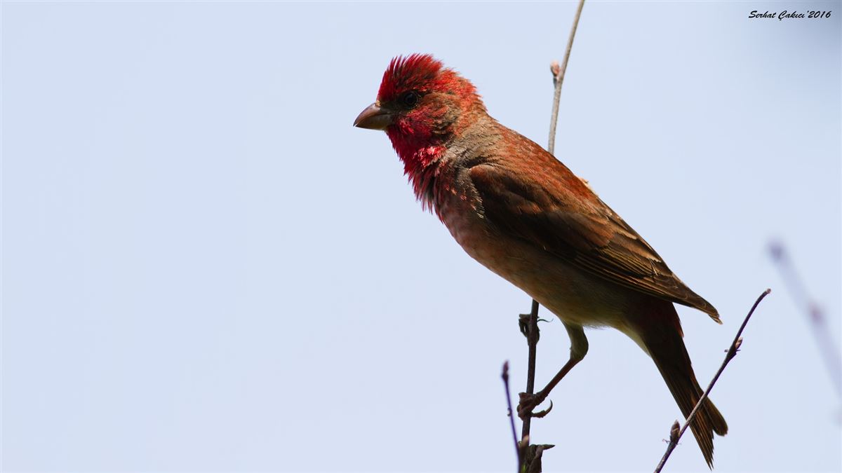 Common Rosefinch