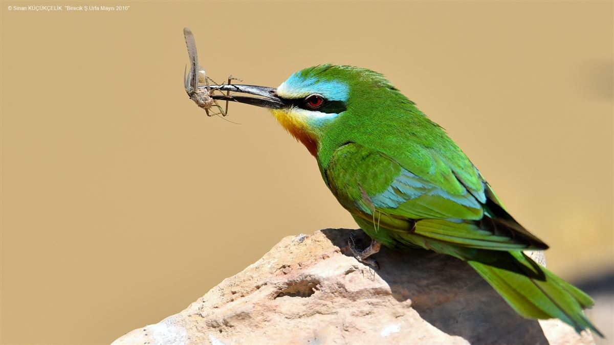 Blue-cheeked Bee-eater