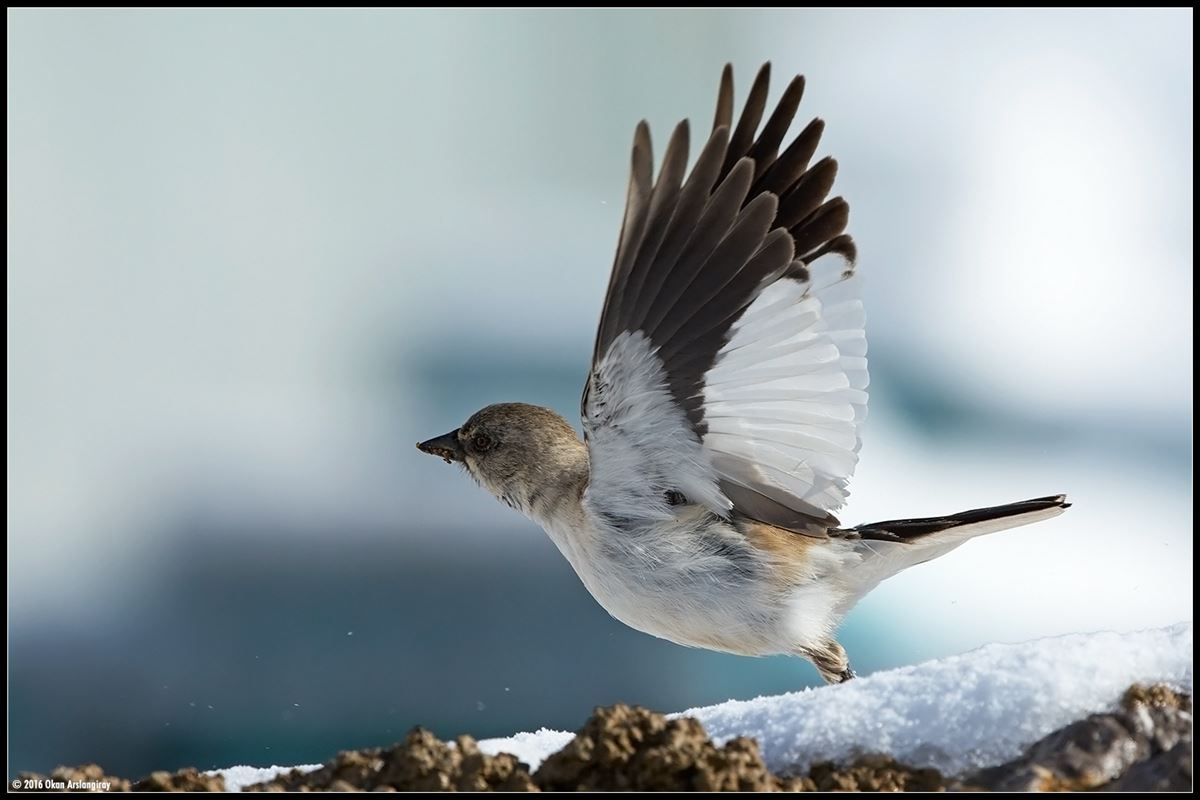 White-winged Snowfinch