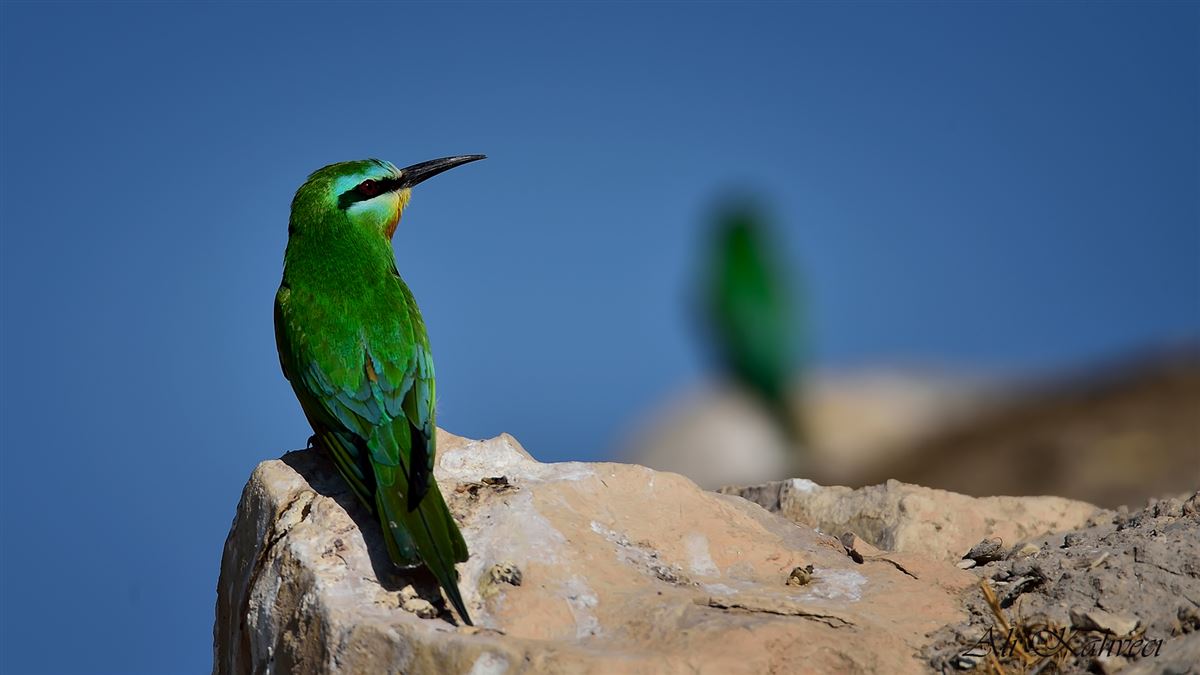 Blue-cheeked Bee-eater
