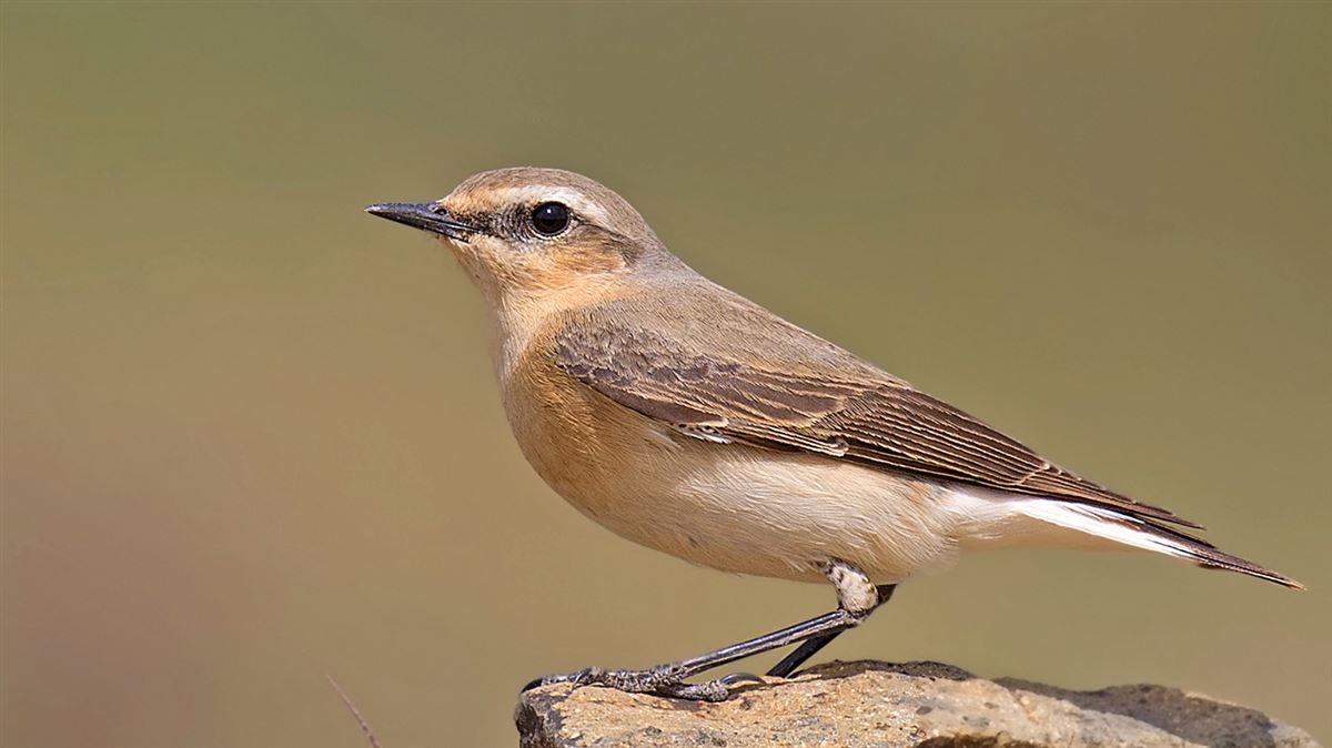 Northern Wheatear