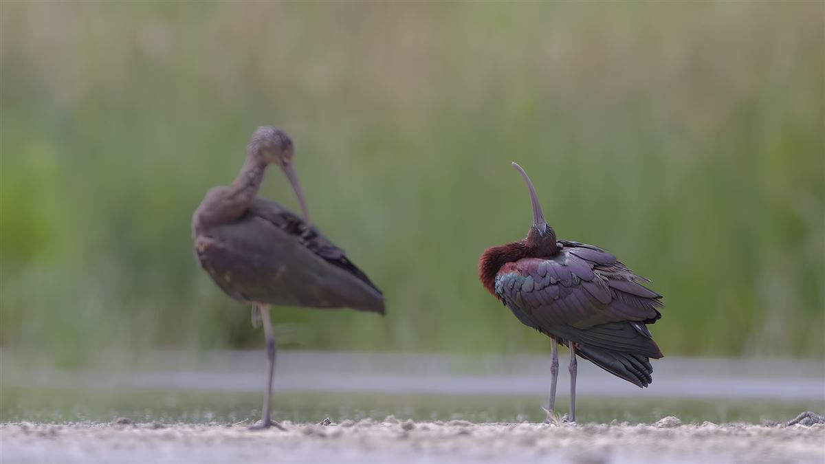 Glossy Ibis