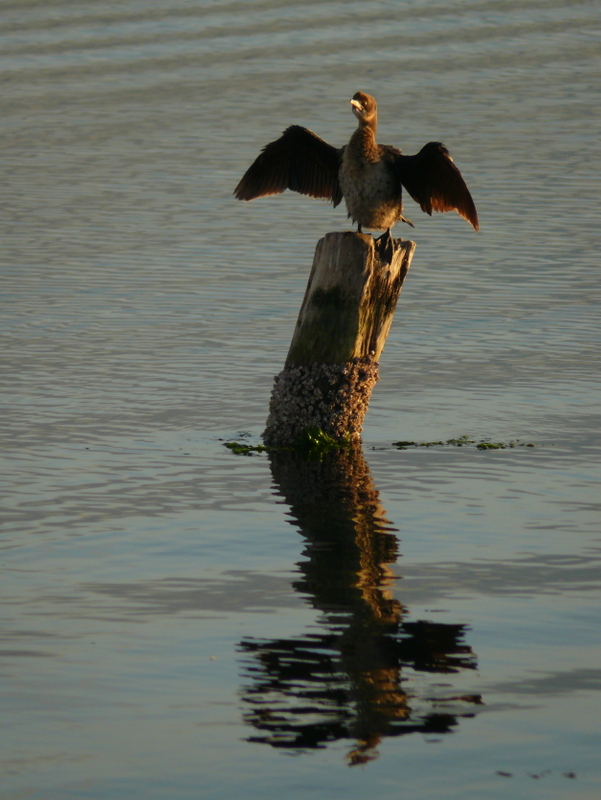 Pygmy Cormorant