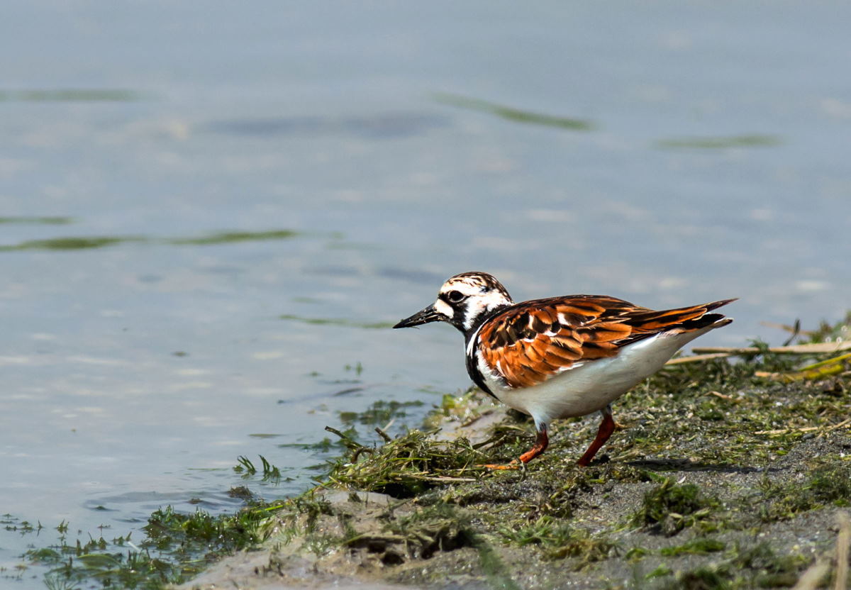 Ruddy Turnstone