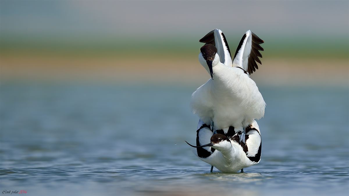 Pied Avocet