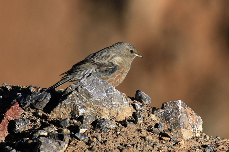 Alpine Accentor
