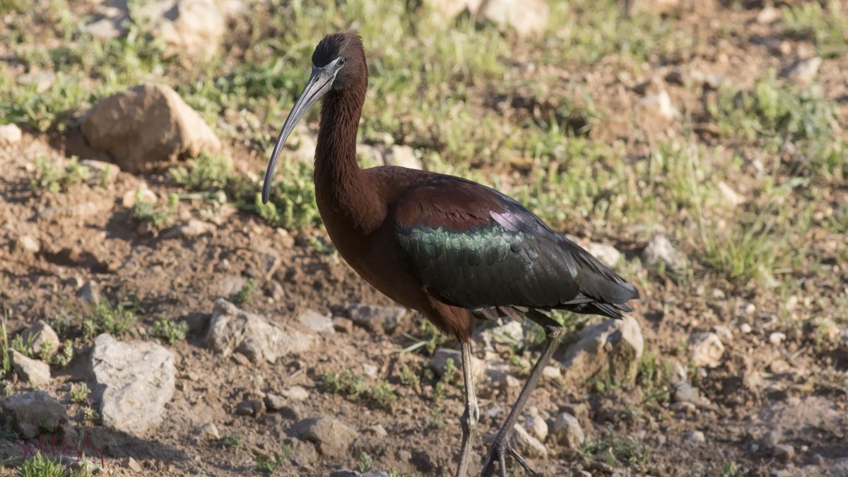 Glossy Ibis