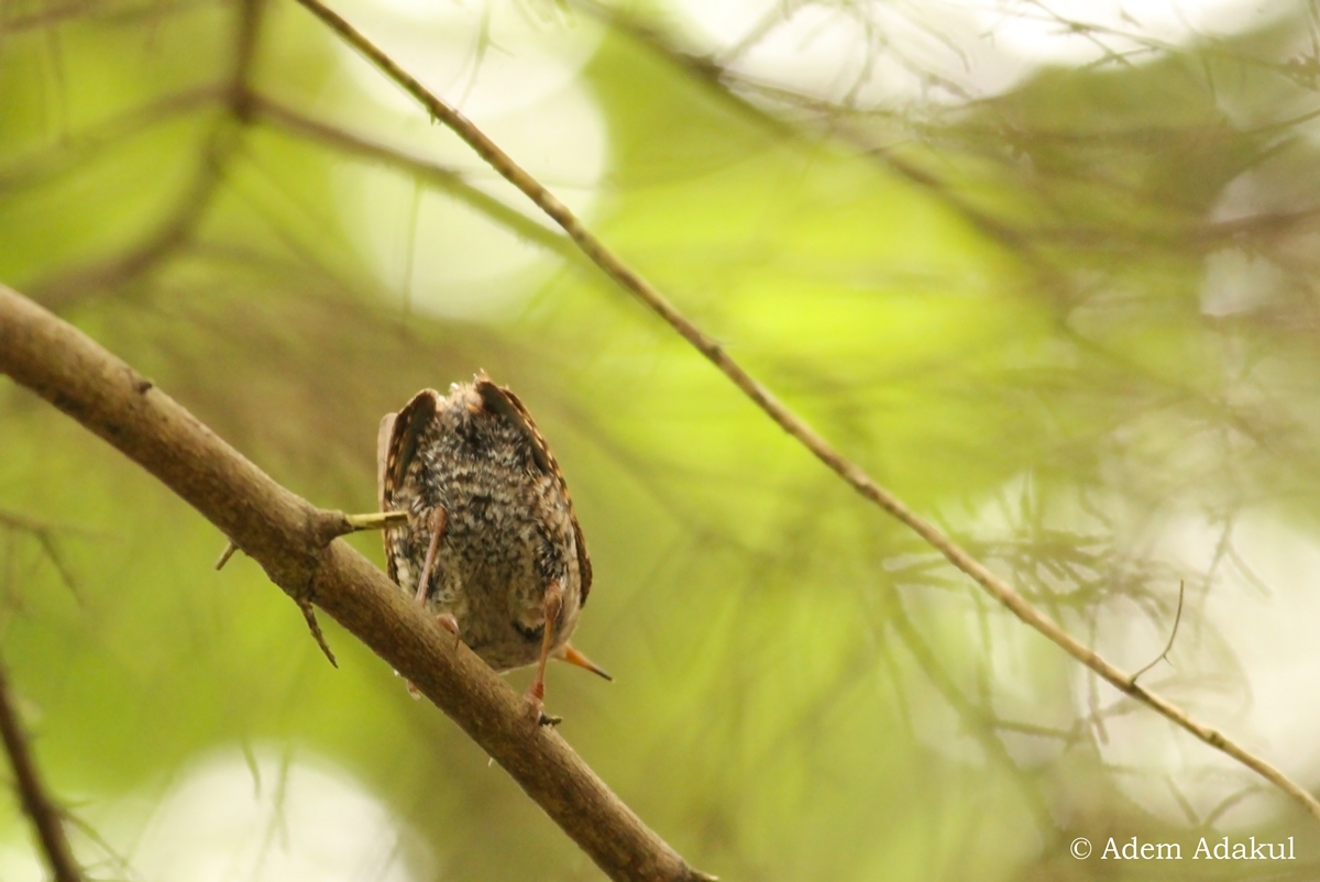 Eurasian Wren