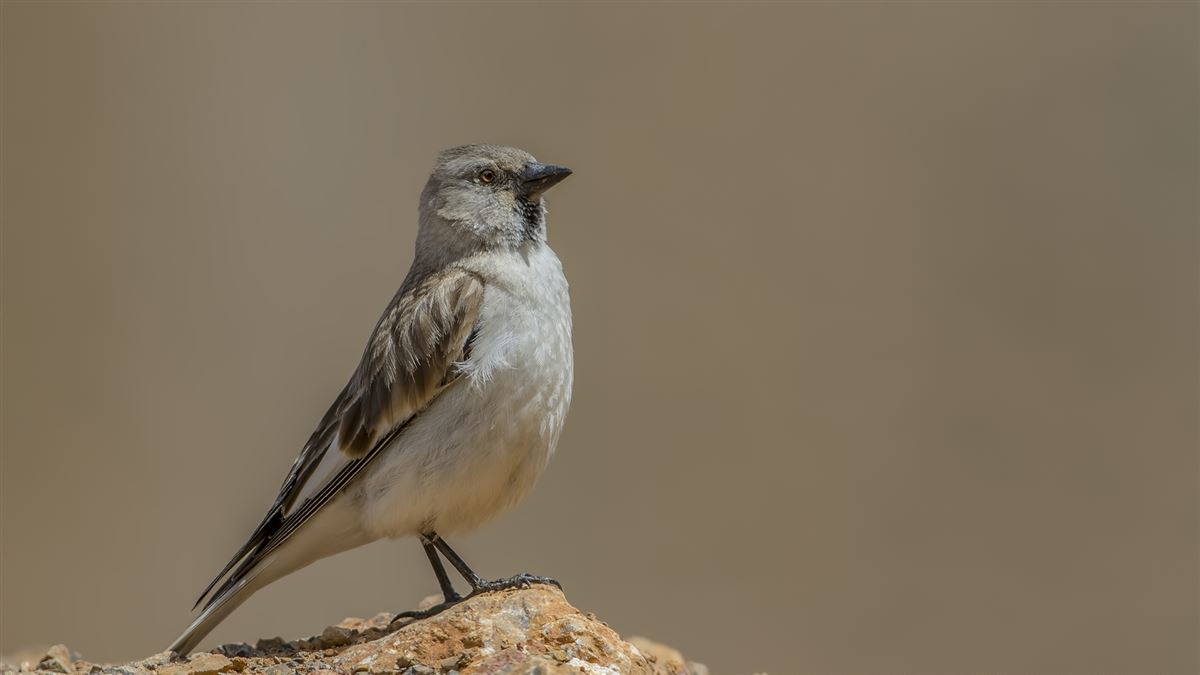 White-winged Snowfinch
