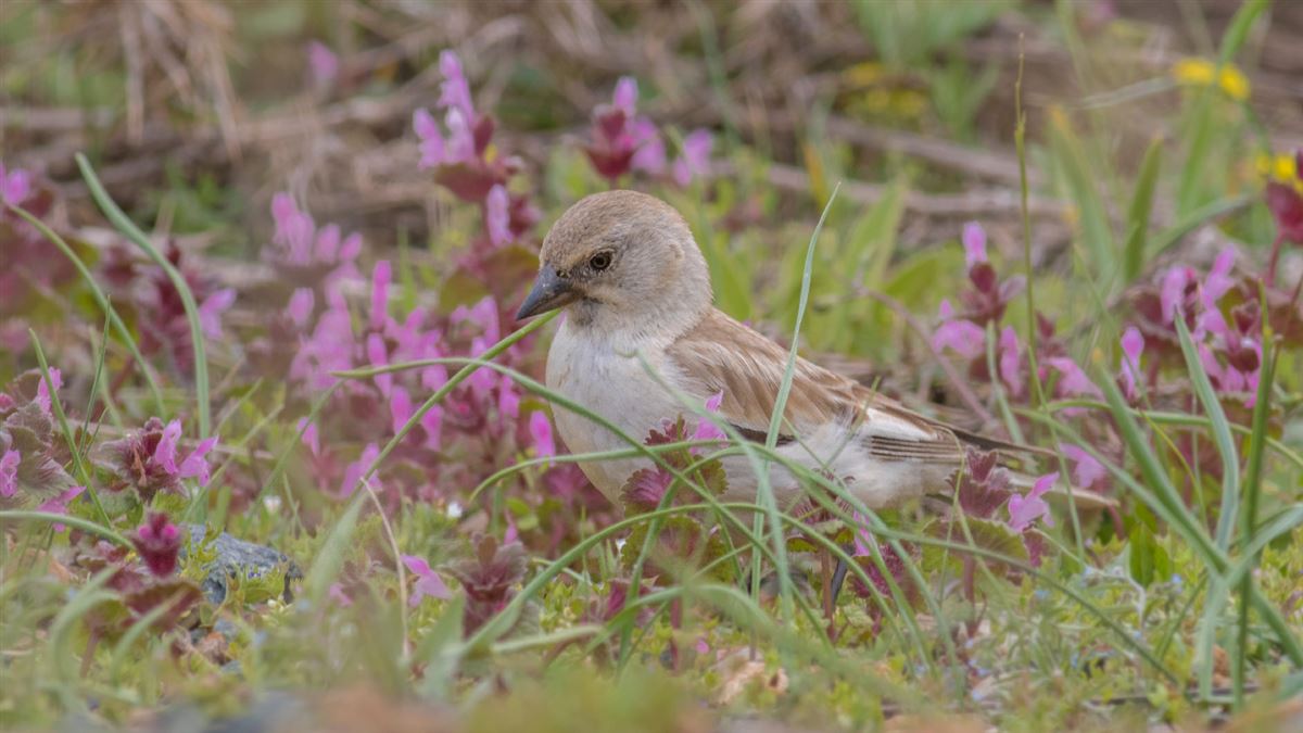 White-winged Snowfinch