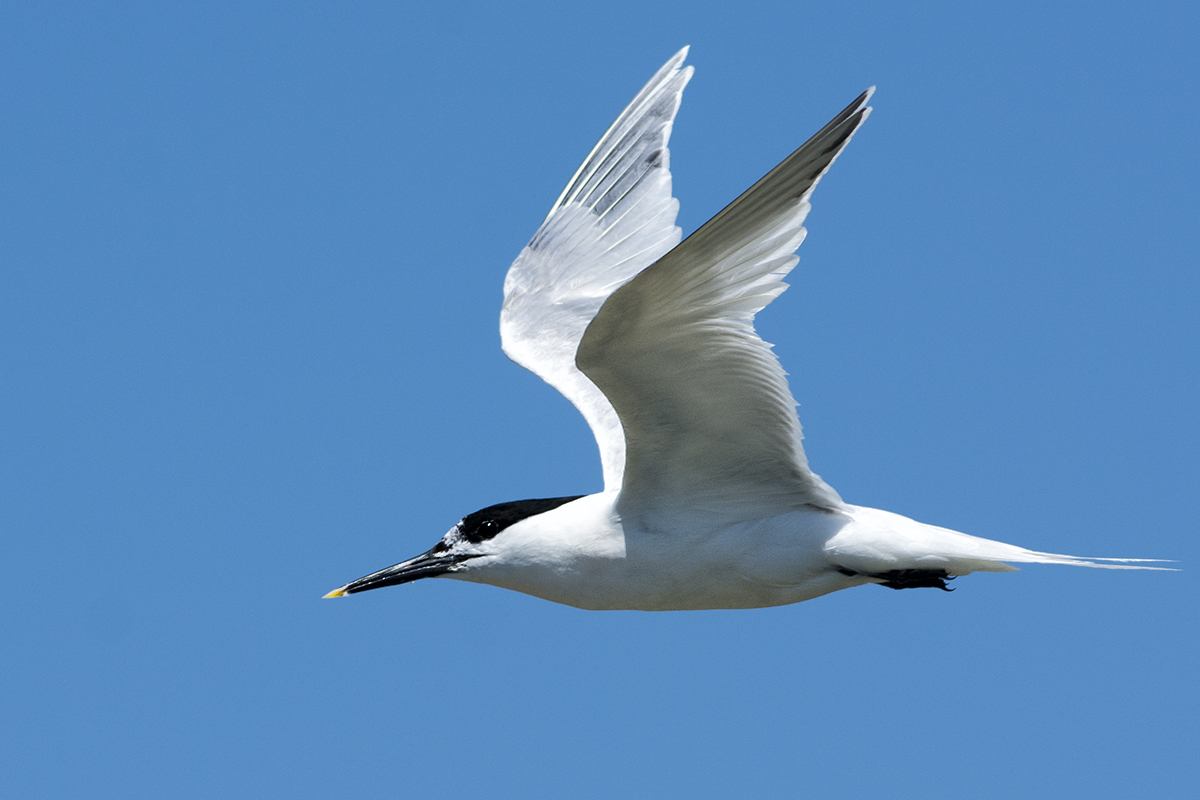 Sandwich Tern