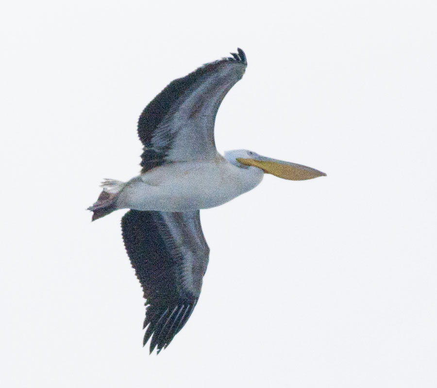 Ak Pelikan
