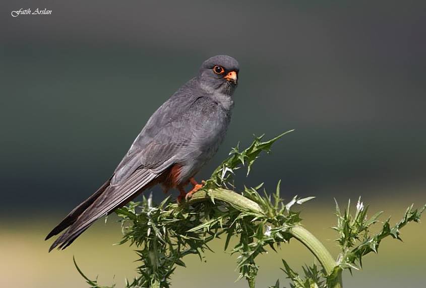 Red-footed Falcon