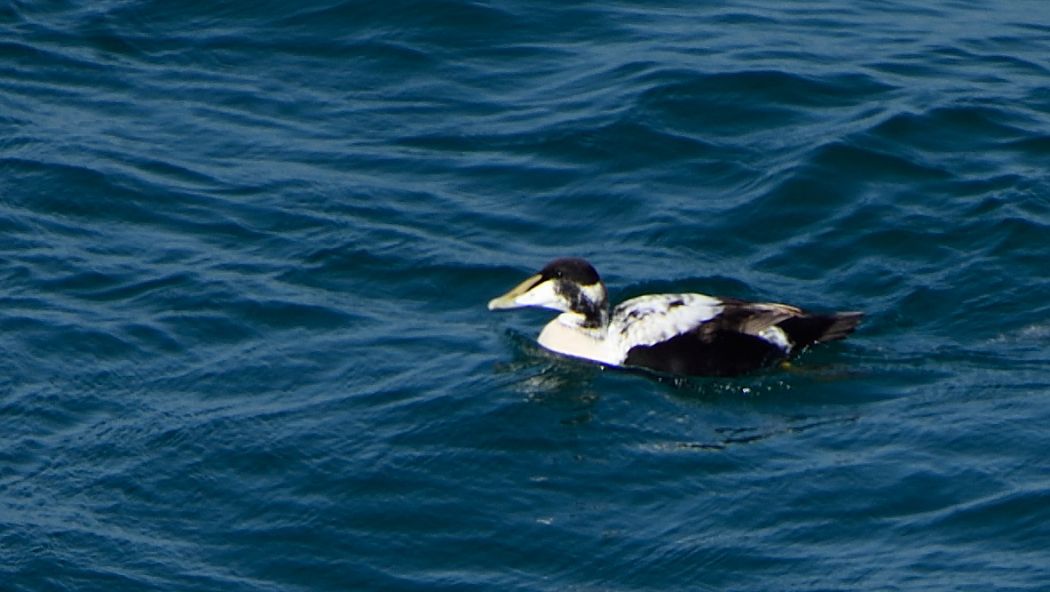 Common Eider