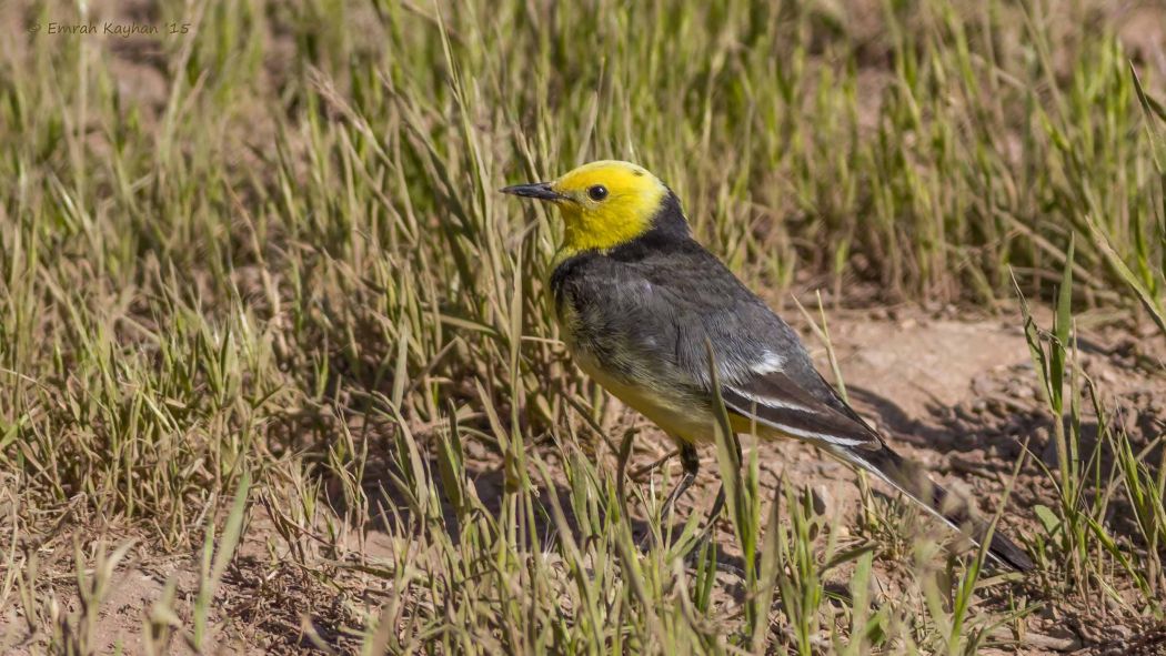 Citrine Wagtail