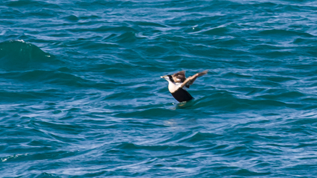 Common Eider