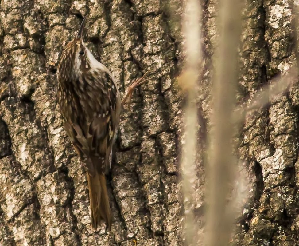 Eurasian Treecreeper