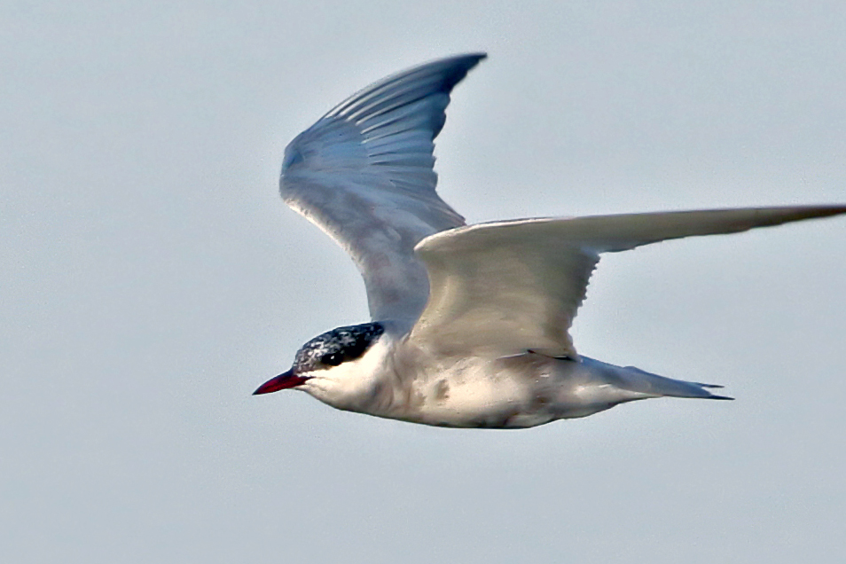 Whiskered Tern