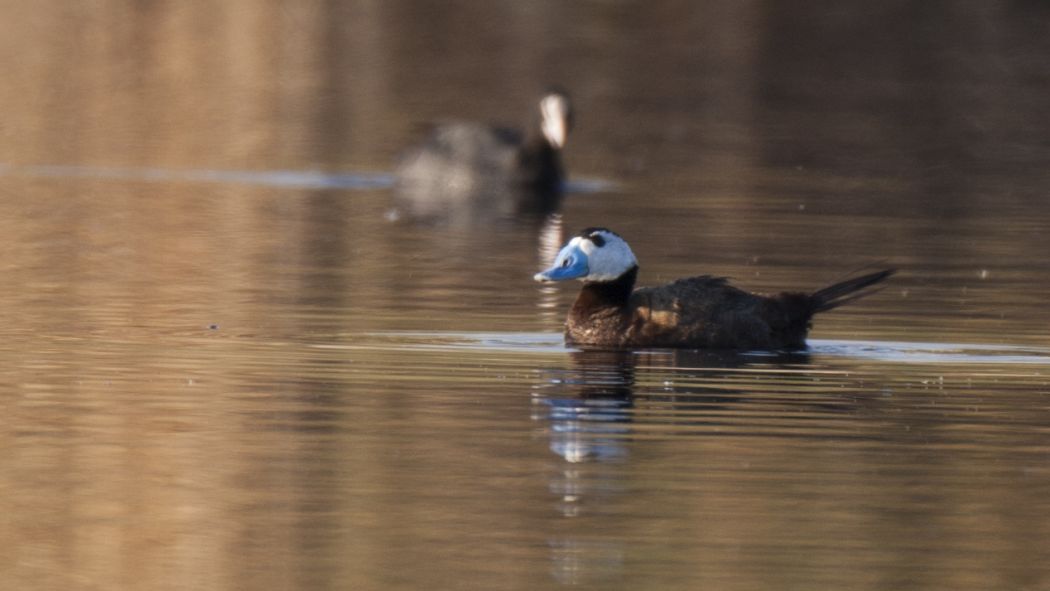 White-headed Duck