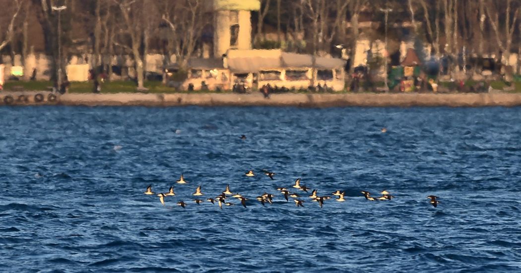 Yelkouan Shearwater