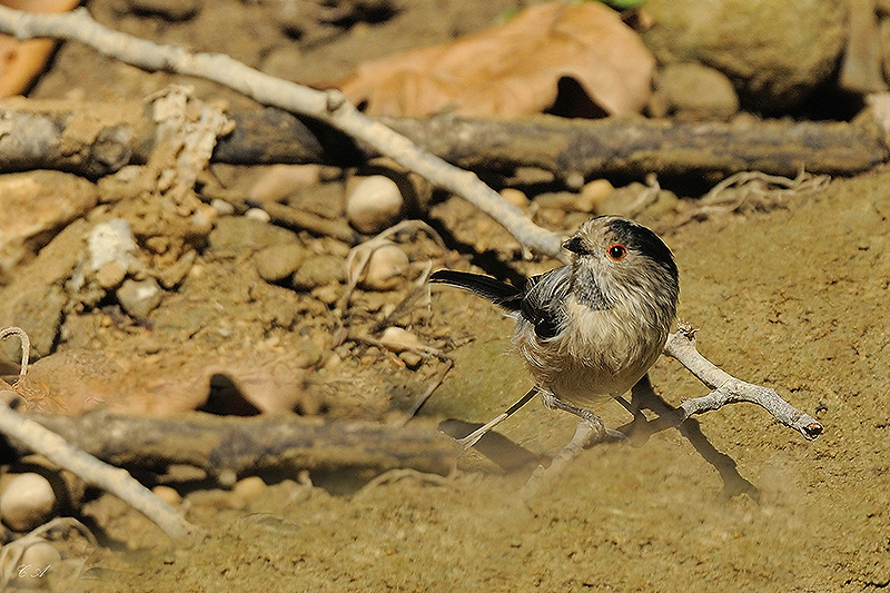 Long-tailed Tit