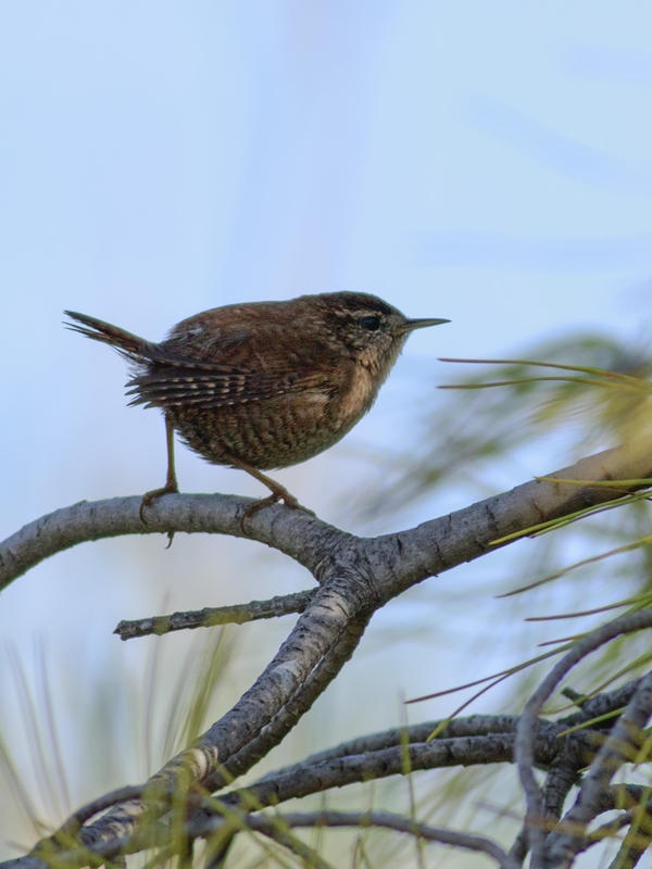 Eurasian Wren