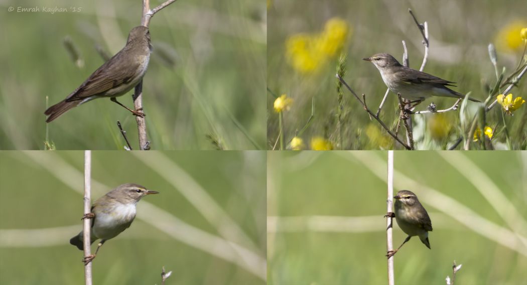 Willow Warbler