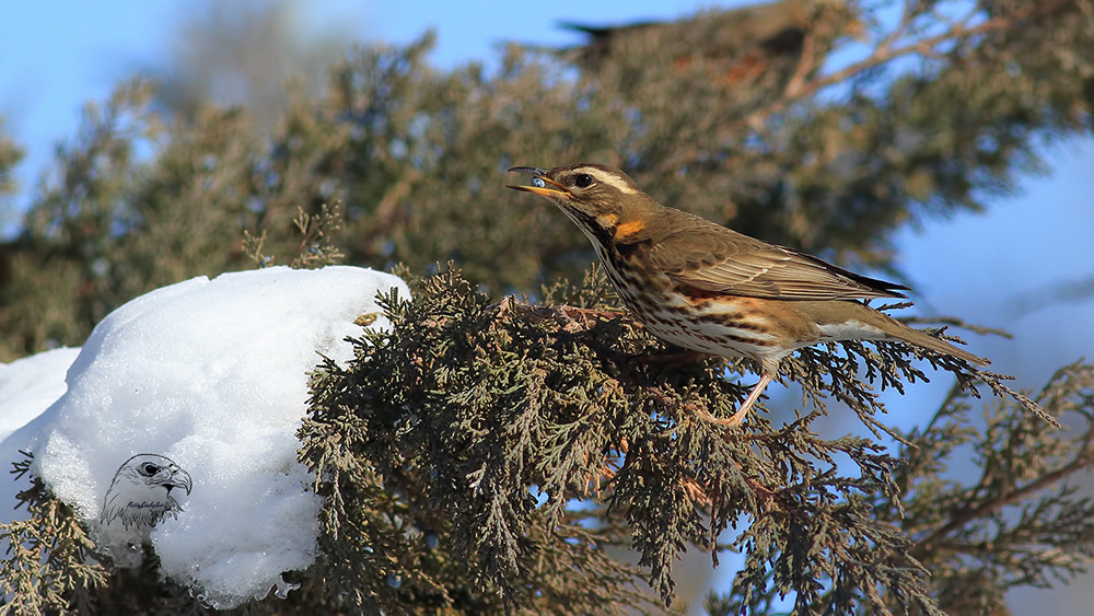 Redwing