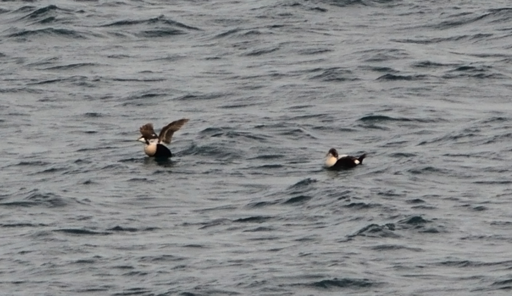 Common Eider