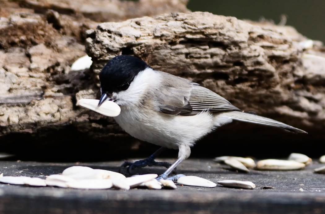 Marsh Tit