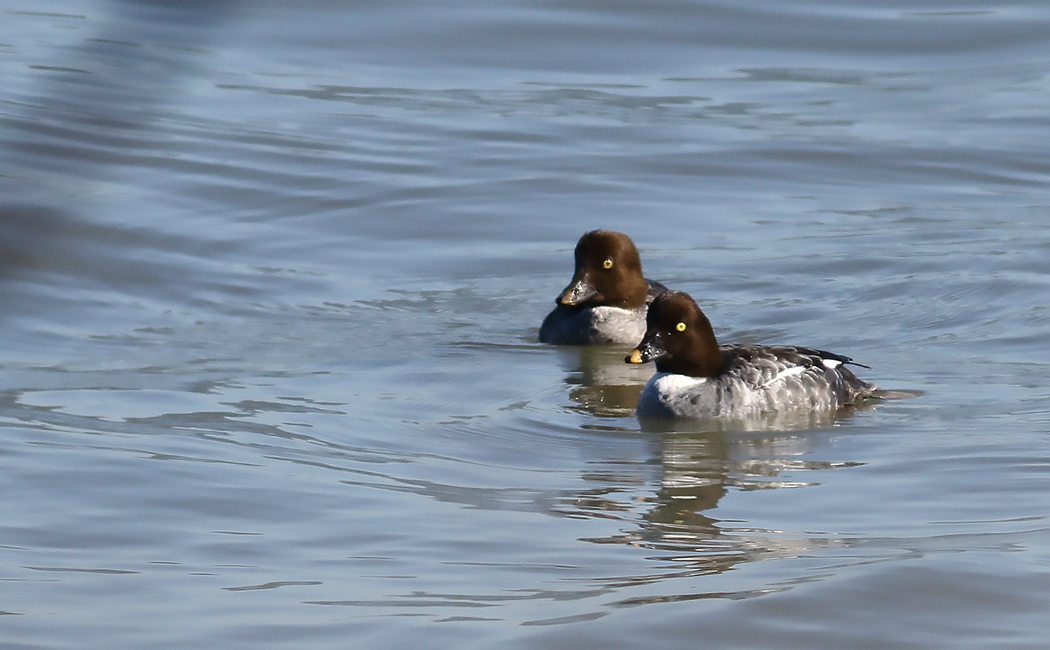 Common Goldeneye