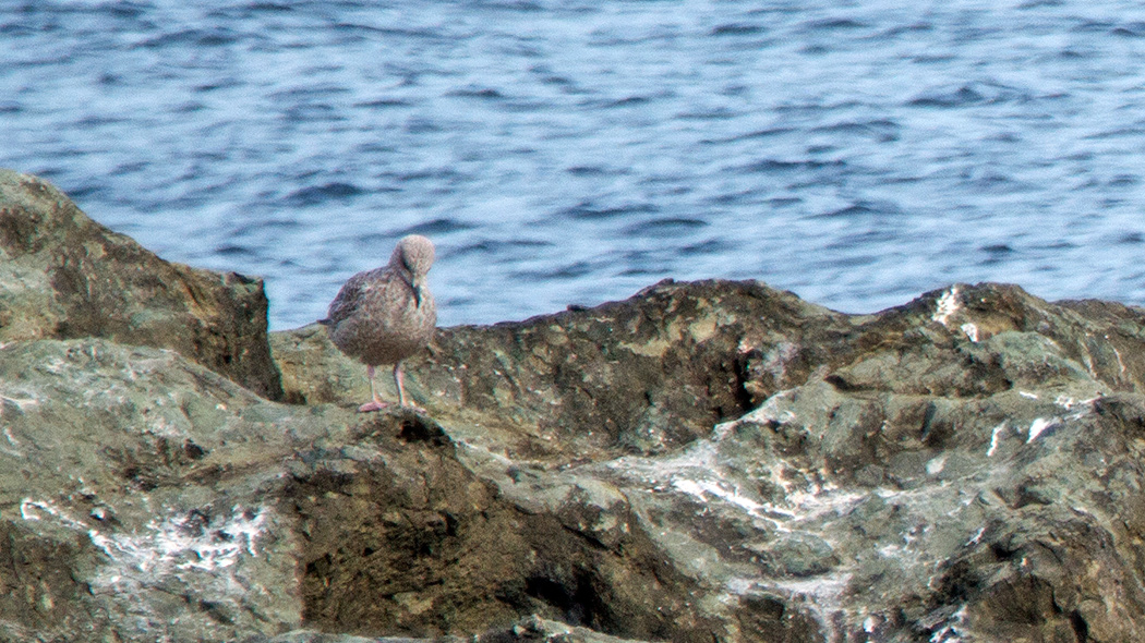 European Herring Gull