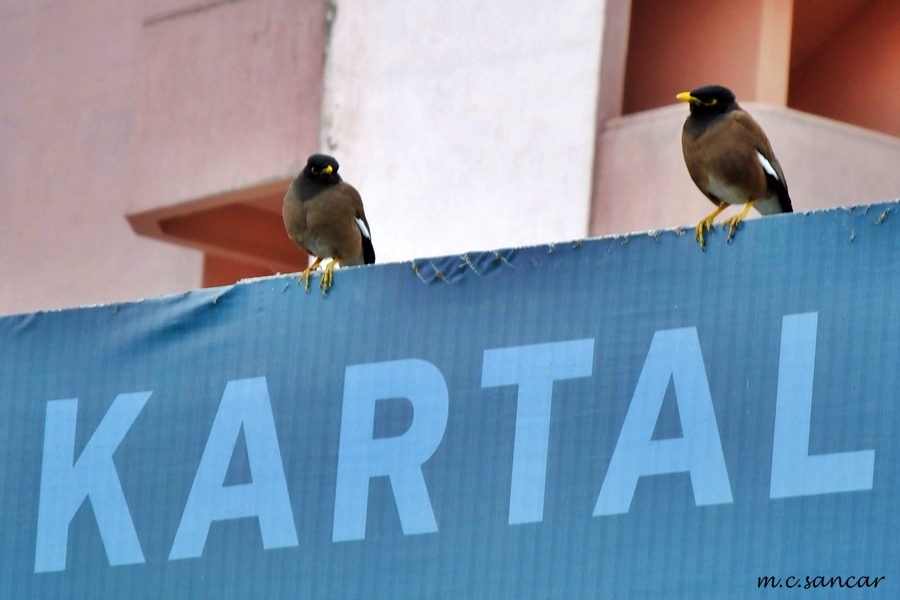 Common Myna