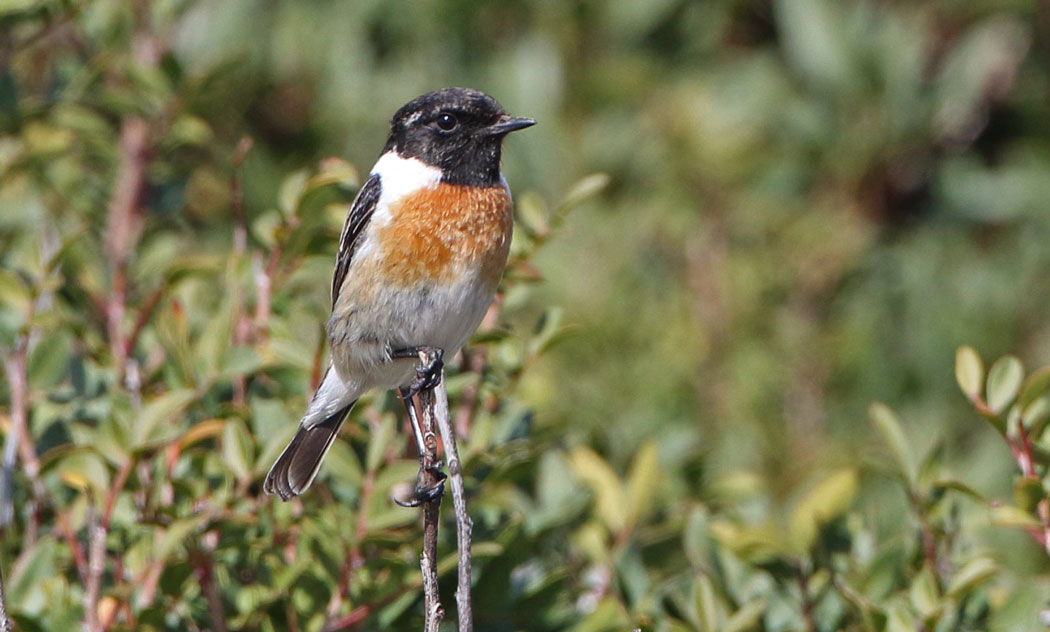 Siberian Stonechat
