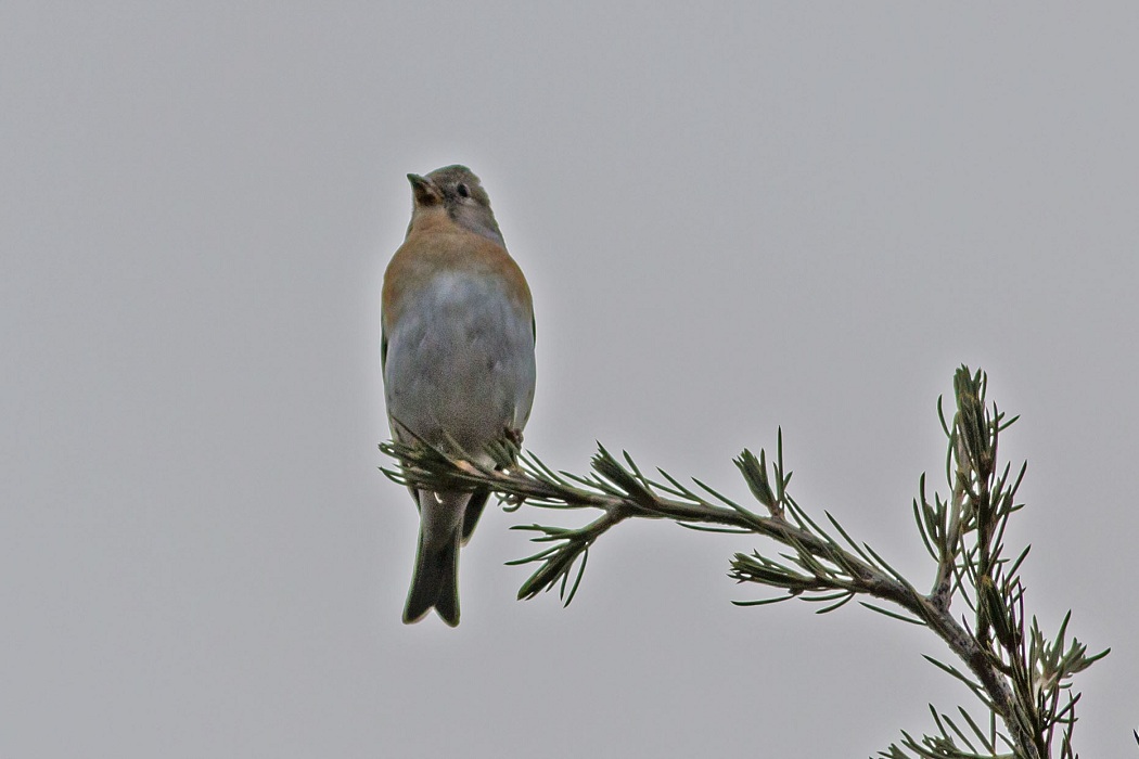 Brambling
