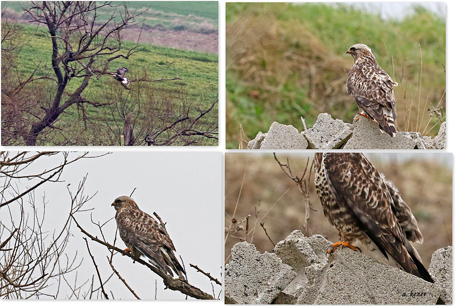 Rough-legged Buzzard