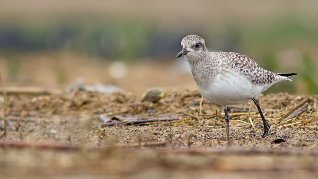 Grey Plover