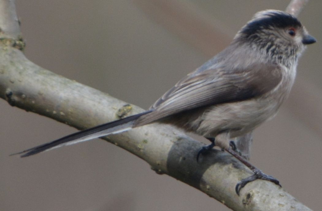 Long-tailed Tit