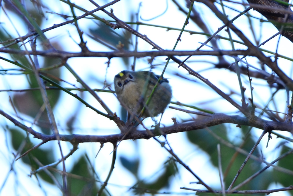 Goldcrest
