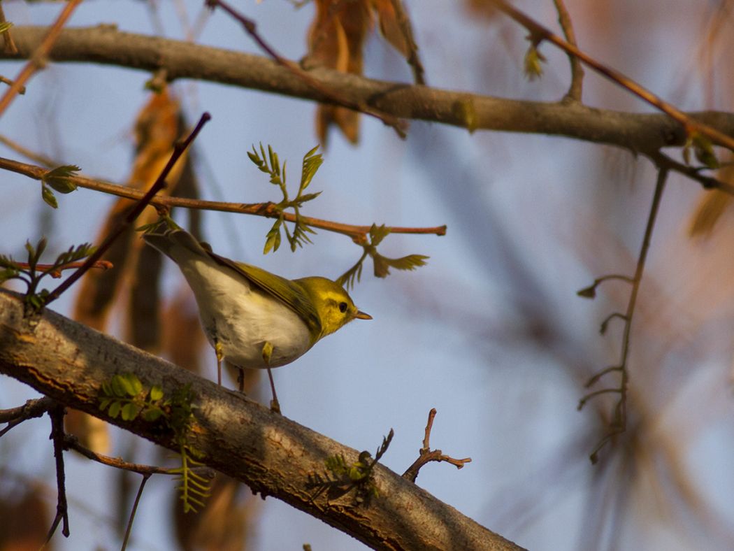 Wood Warbler