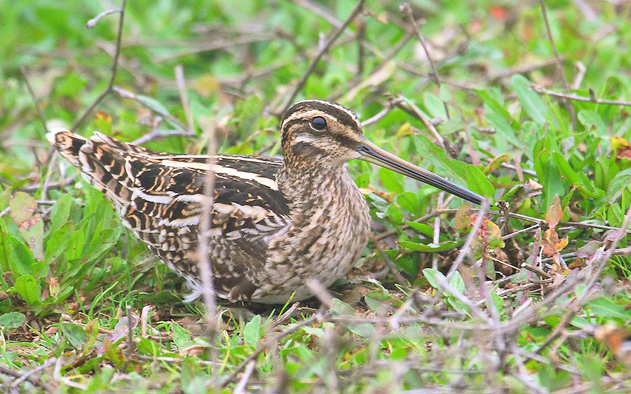 Common Snipe