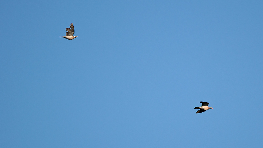 Common Wood Pigeon