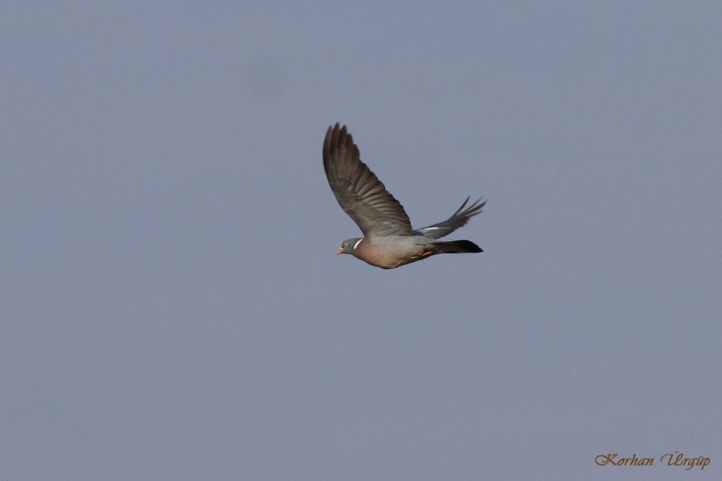 Common Wood Pigeon